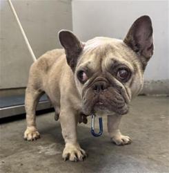 Shelter Stray Female Dog last seen , 600 Aviation Dr, Camarillo, CA 93010, USA