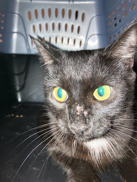 Shelter Stray Female Cat last seen Near BLK KALLIN AVE, LB 90808, 7700 E Spring St, Long Beach, CA 90815, USA