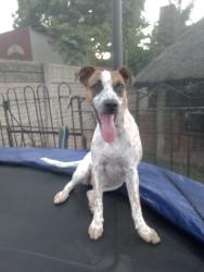 Lost Female Dog last seen Van Der hever and ouwerf, Pretoria, GP 0082