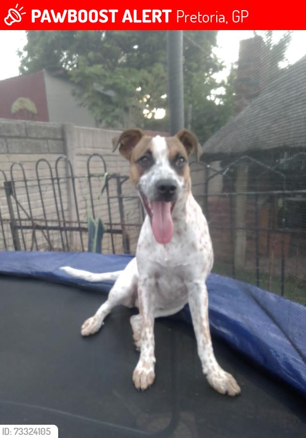 Lost Female Dog last seen Van Der hever and ouwerf, Pretoria, GP 0082