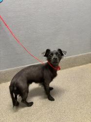 Shelter Stray Female Dog last seen Near BLOCK E ROME BLVD, NORTH LAS VEGAS NV 89086, 655 N Mojave Rd, Las Vegas, NV 89101, USA