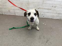 Shelter Stray Male Dog last seen LURELANE ST & N ACACIA AVE, RIALTO, CA, 92376, USA, 333 Chandler Pl, San Bernardino, CA 92408, USA