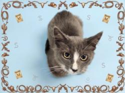 Shelter Stray Male Cat last seen , 1850 W 60th St, Los Angeles, CA 90047, USA