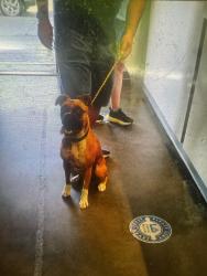 Shelter Stray Female Dog last seen , 1850 W 60th St, Los Angeles, CA 90047, USA