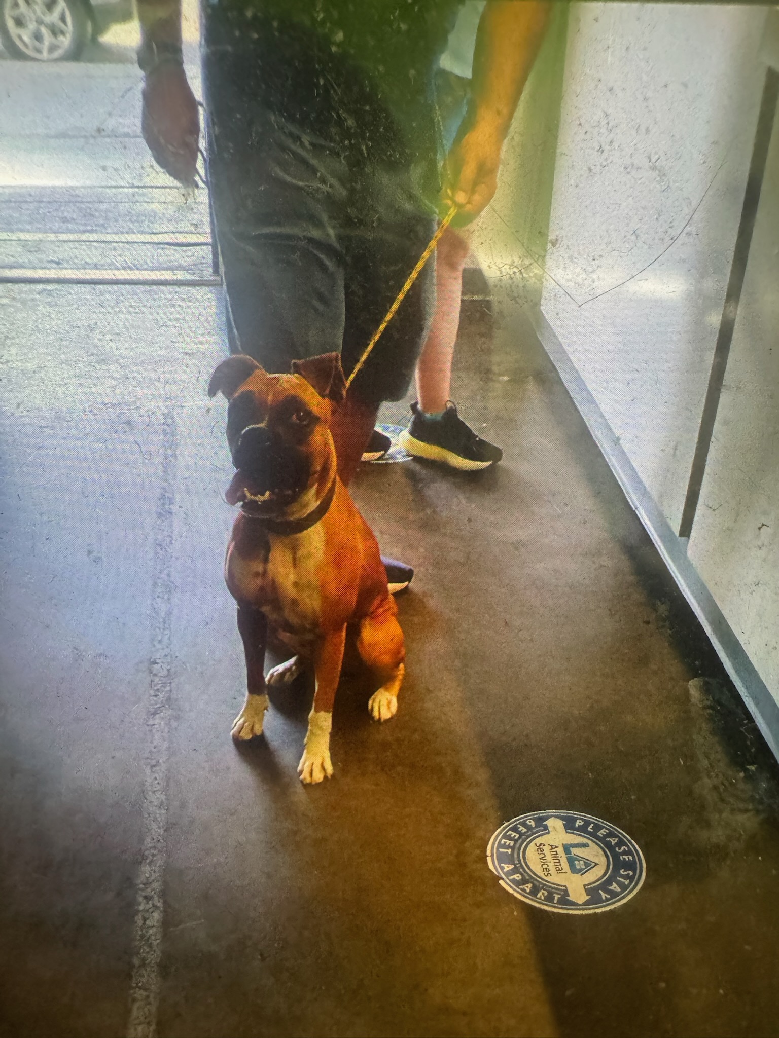 Shelter Stray Female Dog last seen , 1850 W 60th St, Los Angeles, CA 90047, USA