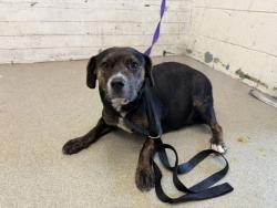Shelter Stray Female Dog last seen LURELANE ST & N ACACIA AVE, RIALTO, CA, 92376, USA, 333 Chandler Pl, San Bernardino, CA 92408, USA