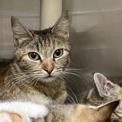 Shelter Stray Female Cat last seen , 1590 Fortmann Way, Alameda, CA 94501, USA