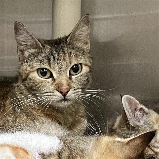 Shelter Stray Female Cat last seen , 1590 Fortmann Way, Alameda, CA 94501, USA