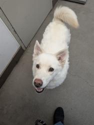 Shelter Stray Female Dog last seen , 4000 N Silverbell Rd, Tucson, AZ 85745, USA