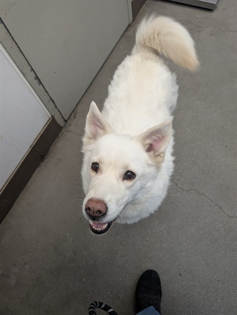 Shelter Stray Female Dog last seen , 4000 N Silverbell Rd, Tucson, AZ 85745, USA