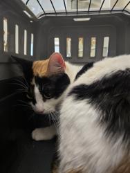 Shelter Stray Female Cat last seen 120TH AND HURON, 12155 Park Blvd, Brighton, CO 80601, USA