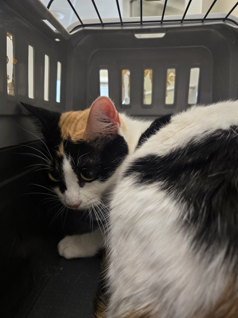 Shelter Stray Female Cat last seen 120TH AND HURON, 12155 Park Blvd, Brighton, CO 80601, USA