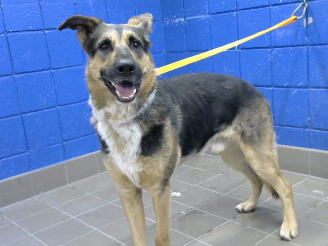 Shelter Stray Male Dog last seen Near BLOCK VIRGINIA ST NE, 8920 Lomas Blvd NE, Albuquerque, NM 87112, USA