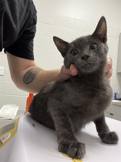 Shelter Stray Male Cat last seen Near, 2600 S Harding St, Indianapolis, IN 46221, USA