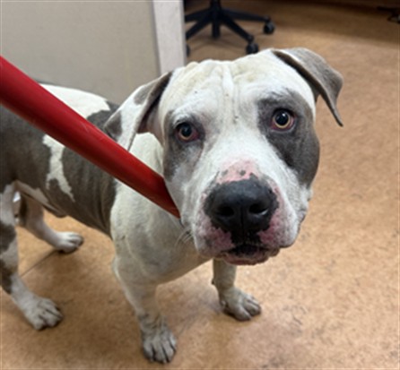 Shelter Stray Male Dog last seen EL CENTRO RD/ W EL CAMINO AVE, 95833, 3839 Bradshaw Rd, Sacramento, CA 95827, USA