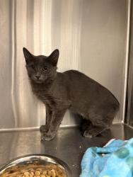 Shelter Stray Female Cat last seen Near, 2600 S Harding St, Indianapolis, IN 46221, USA