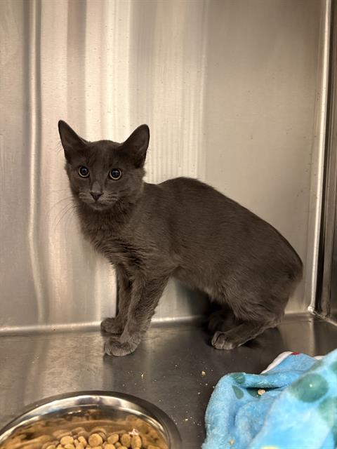 Shelter Stray Female Cat last seen Near, 2600 S Harding St, Indianapolis, IN 46221, USA
