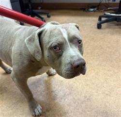 Shelter Stray Male Dog last seen EL CENTRO RD/ W EL CAMINO AVE, 95833, 3839 Bradshaw Rd, Sacramento, CA 95827, USA