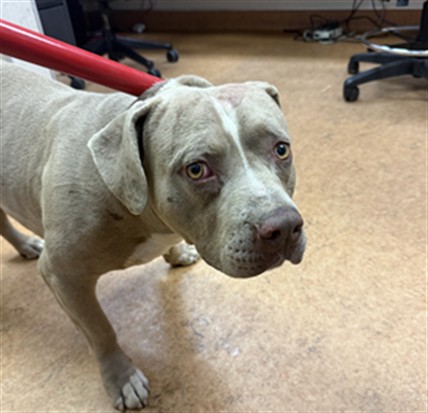 Shelter Stray Male Dog last seen EL CENTRO RD/ W EL CAMINO AVE, 95833, 3839 Bradshaw Rd, Sacramento, CA 95827, USA