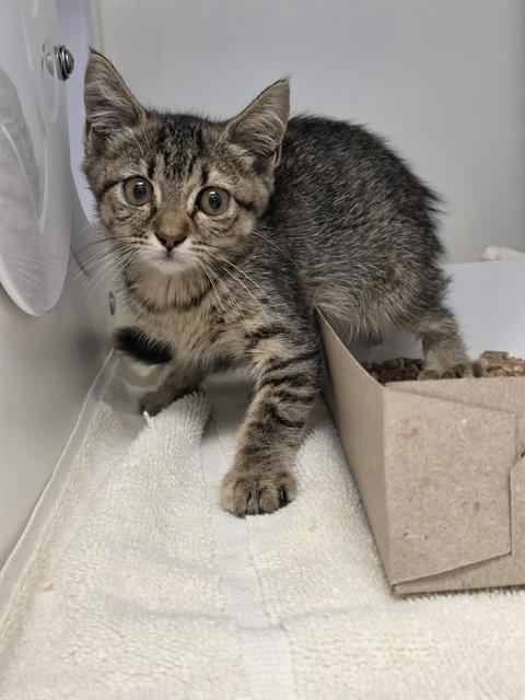 Shelter Stray Female Cat last seen Near, 2600 S Harding St, Indianapolis, IN 46221, USA