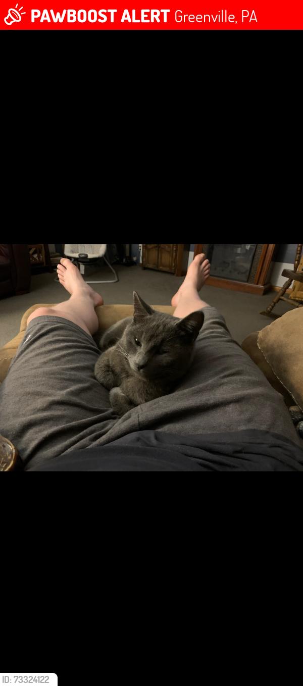 Lost Male Cat last seen Hickory rd, Greenville, PA 16125