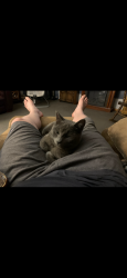 Lost Male Cat last seen Hickory rd, Greenville, PA 16125