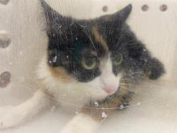 Shelter Stray Female Cat last seen Near BLOCK N 18TH ST, 3839 W Burnham St, West Milwaukee, WI 53215, USA