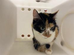 Shelter Stray Unknown Cat last seen Near BLOCK N 18TH ST, 3839 W Burnham St, West Milwaukee, WI 53215, USA