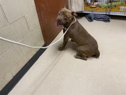 Shelter Stray Female Dog last seen Near BLOCK N 24TH PL, 3839 W Burnham St, West Milwaukee, WI 53215, USA