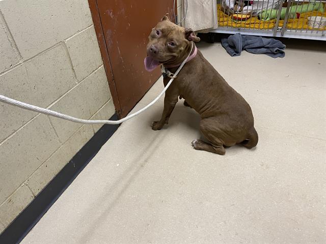 Shelter Stray Female Dog last seen Near BLOCK N 24TH PL, 3839 W Burnham St, West Milwaukee, WI 53215, USA