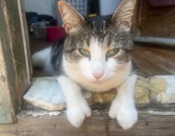 Lost Male Cat last seen Zuni St and Federal Blvd, Denver, CO 80211