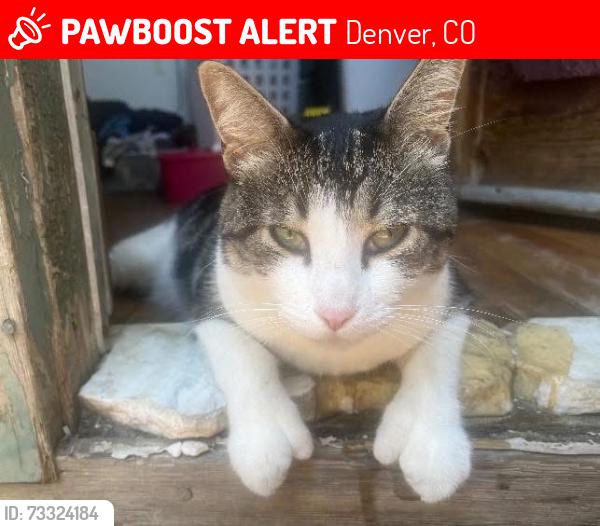 Lost Male Cat last seen Zuni St and Federal Blvd, Denver, CO 80211