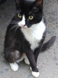 Found/Stray Unknown Cat last seen In front of hse flts 6, 8 at billington rd. Fairly close to the coral betting store, Greater London, England SE14 5QQ