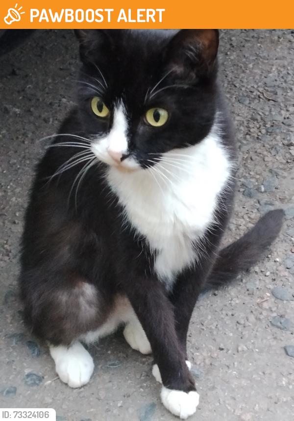 Found/Stray Unknown Cat last seen In front of hse flts 6, 8 at billington rd. Fairly close to the coral betting store, Greater London, England SE14 5QQ