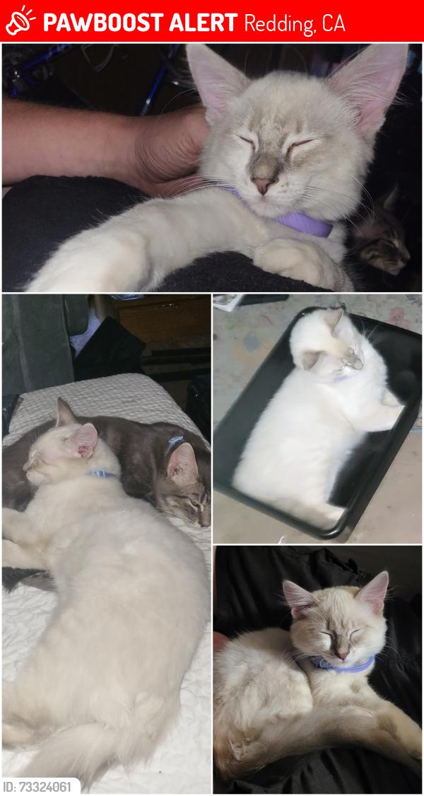 Lost Male Cat last seen Turtle Bay Mobile Home park, Redding, CA 96003