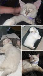 Lost Male Cat last seen Turtle Bay Mobile Home park, Redding, CA 96003