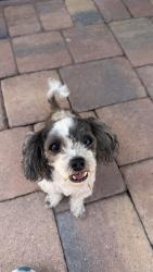 Found/Stray Male Dog last seen Port St. Lucie blvd, Port St. Lucie, FL 34984