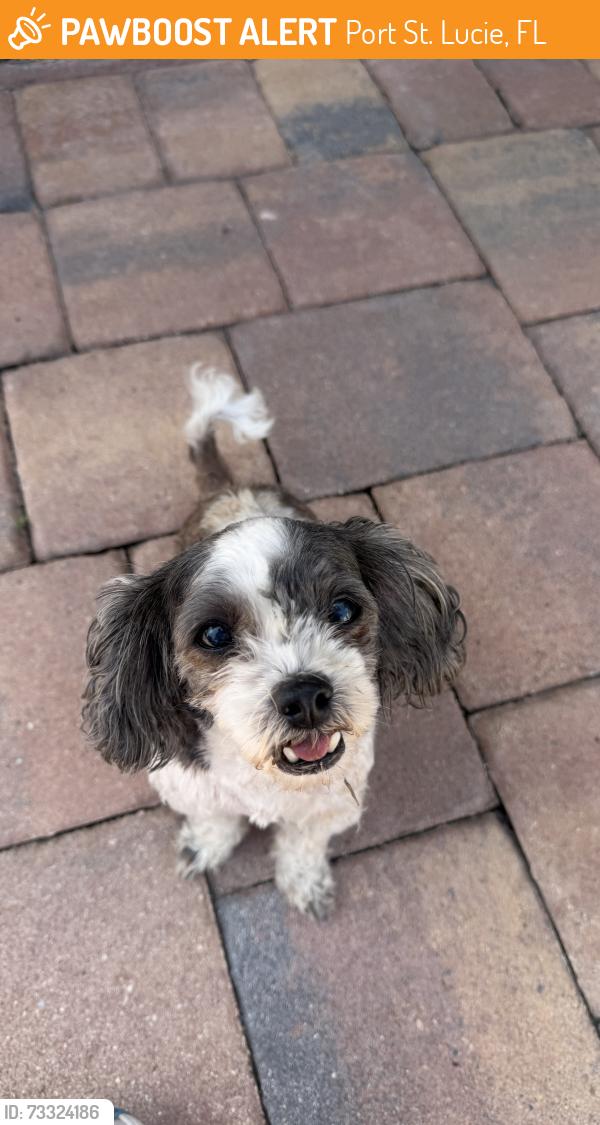 Found/Stray Male Dog last seen Port St. Lucie blvd, Port St. Lucie, FL 34984