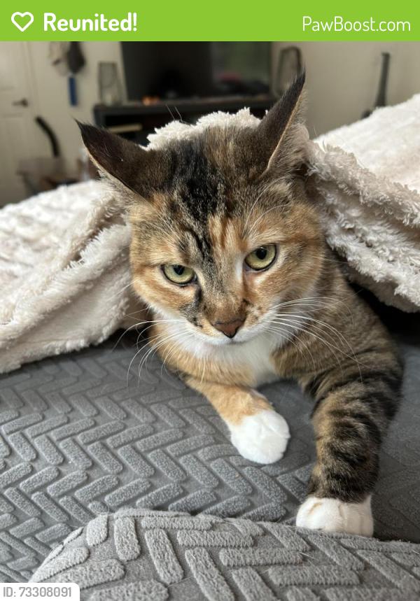 Reunited Female Cat last seen Near friendship road clarksboro nj, East Greenwich Township, NJ 08020