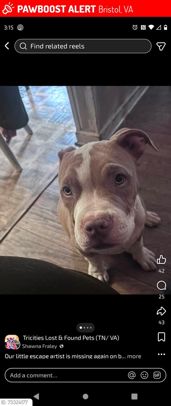 Lost Male Dog last seen Benham's Rd, Island Rd, Dollar General area, Bristol, VA 24202