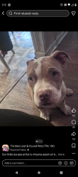 Lost Male Dog last seen Benham's Rd, Island Rd, Dollar General area, Bristol, VA 24202