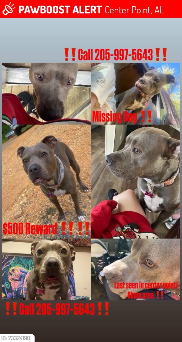 Lost Female Dog last seen Center point court hse, Center Point, AL 35215