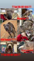 Lost Female Dog last seen Center point court hse, Center Point, AL 35215
