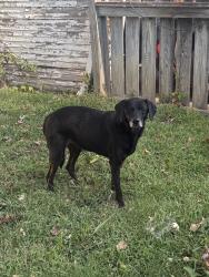Reunited Unknown Dog last seen 63rd & Oak, Kansas City, MO 64110