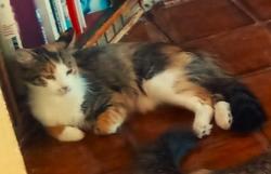 Lost Female Cat last seen My yard in North Valley, Albuquerque, NM 87114