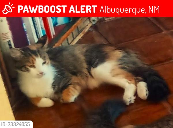 Lost Female Cat last seen My yard in North Valley, Albuquerque, NM 87114