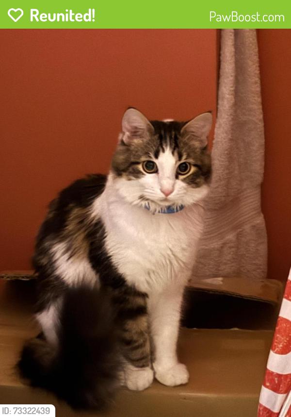 Reunited Female Cat last seen Appledowre way ,brander mill dr, Germantown, MD 20876