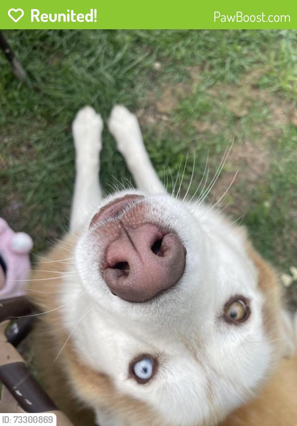 Reunited Male Dog last seen Gallagher street, Dallas, TX 75212