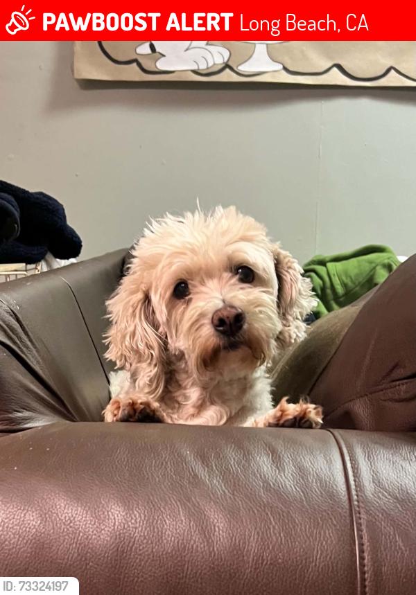 Lost Female Dog last seen Lakewood/Stearns, Long Beach, CA 90815
