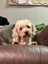 Lost Female Dog last seen Lakewood/Stearns, Long Beach, CA 90815